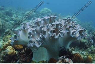 Corals 0050